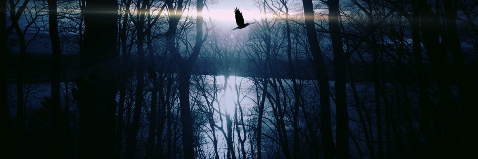 A bird flying over trees in the dark.